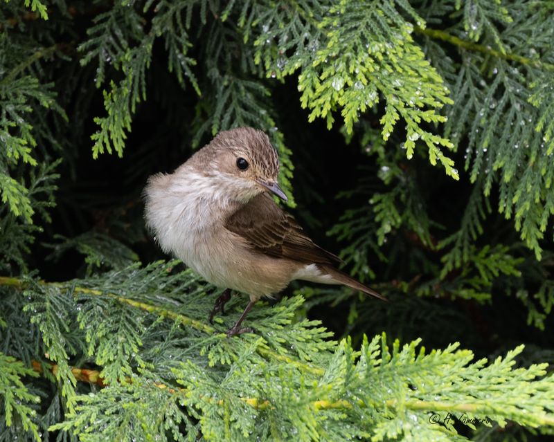 Spotted flycatcher - -Grauwe Vliegenvanger - Muscicapa striata