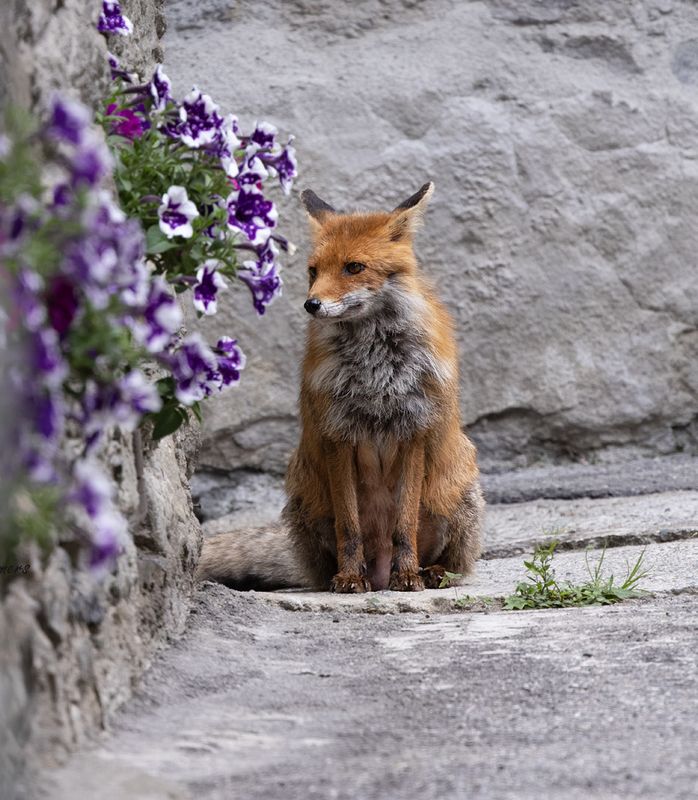 Red fox - Vos - vulpes vulpes