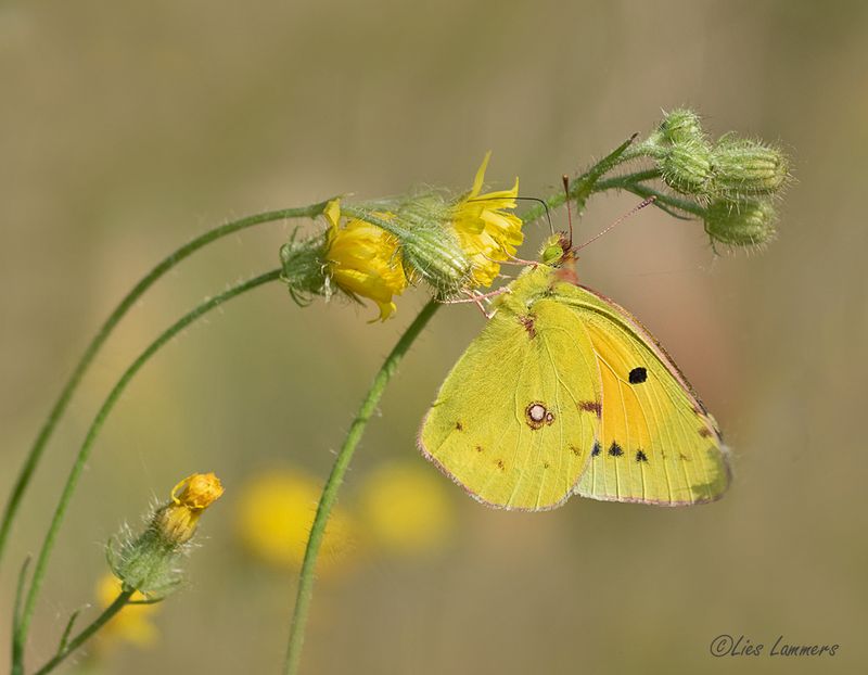 Clouded Yellow - Oranje luzernevlinder - Colias crocea
