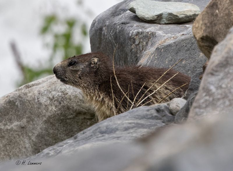 Alpine marmot - Alpenmarmot - marmota marmota