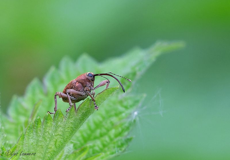 Insects - Insecten