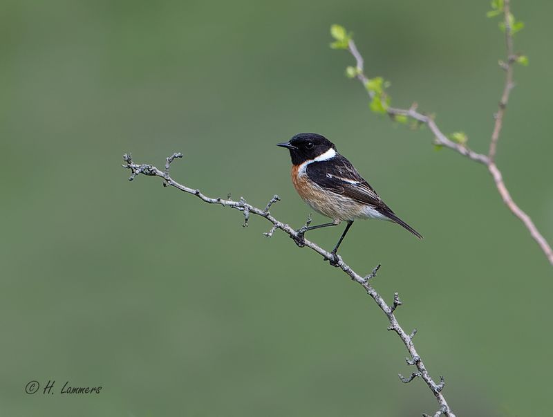 Roodborsttapuit - European stonechat - Saxicola rubicola