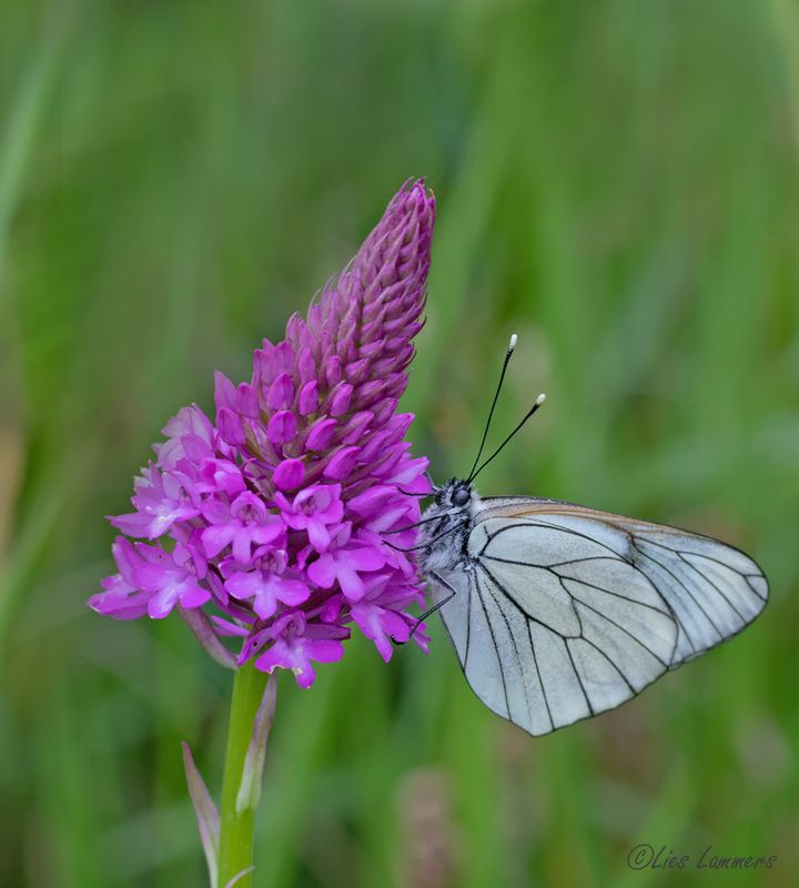 Black-veined White - Groot geaderd witje - Aporia crataegi