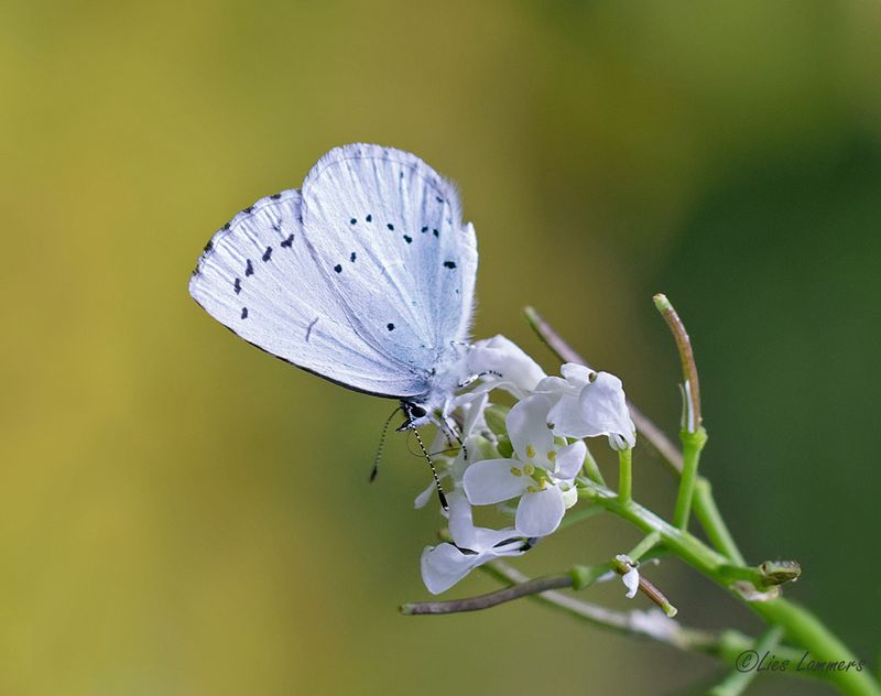 Holly Blue - Boomblauwtje - Celastrina argiolus