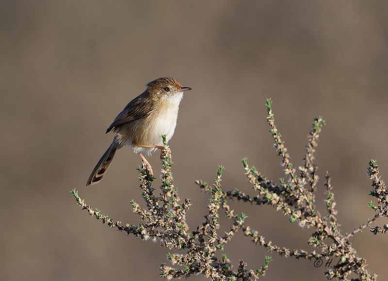 Birds oman