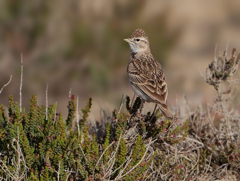 Greater short-toed lark - Korteenleeuwerik - Calandrella brachydactyla