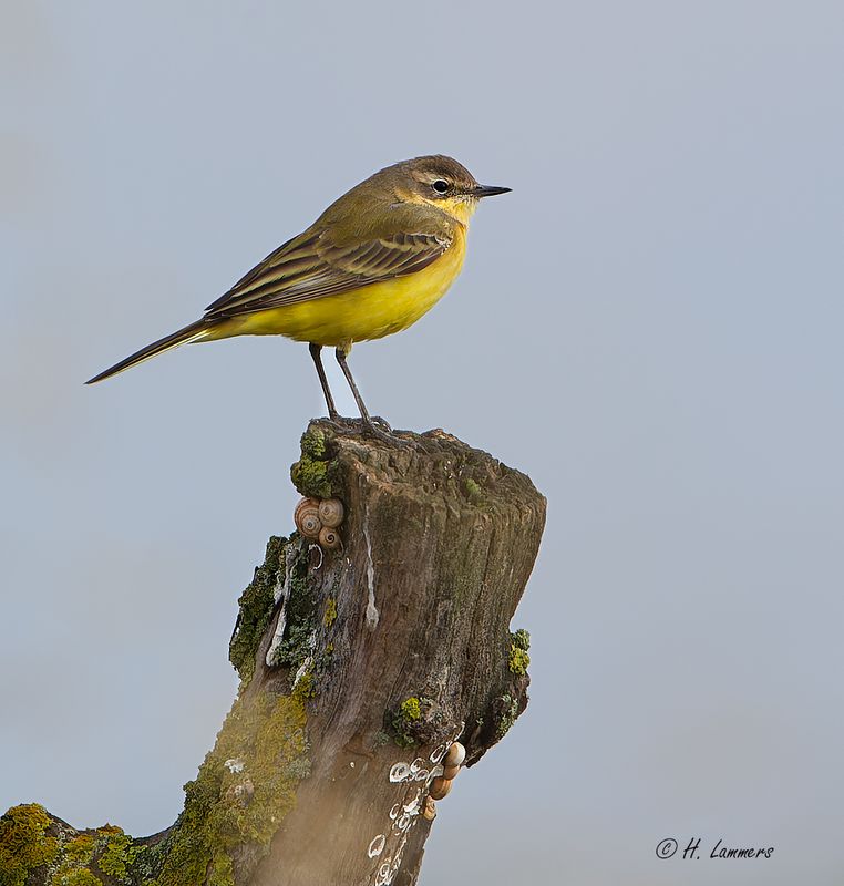 Western yellow wagtail - Gele kwikstaart - Motacilla flava