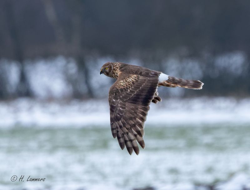 Hen harrier - Blauwe Kiekendief - Circus cyaneus