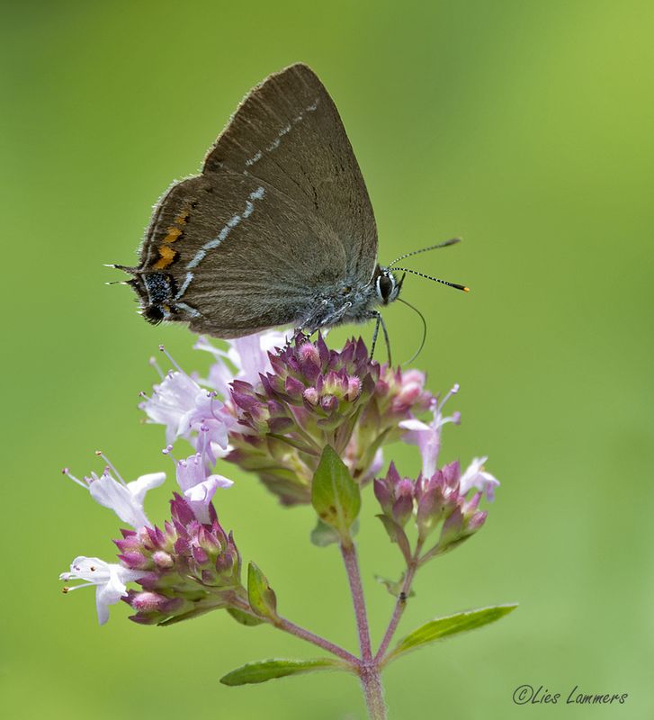 Blue spot hairstreak - Wegedoornpage - Satyrium spini