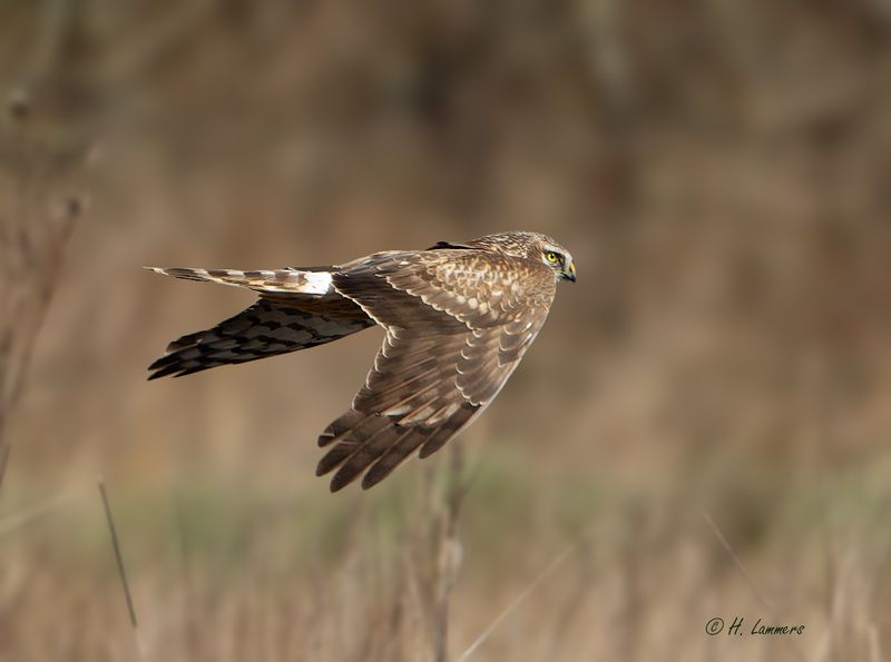 Hen harrier - Blauwe Kiekendief - Circus cyaneus