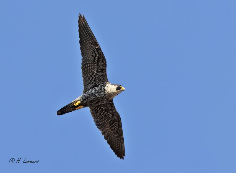 Peregrine Falcon - Slechtvalk -Falco peregrinus