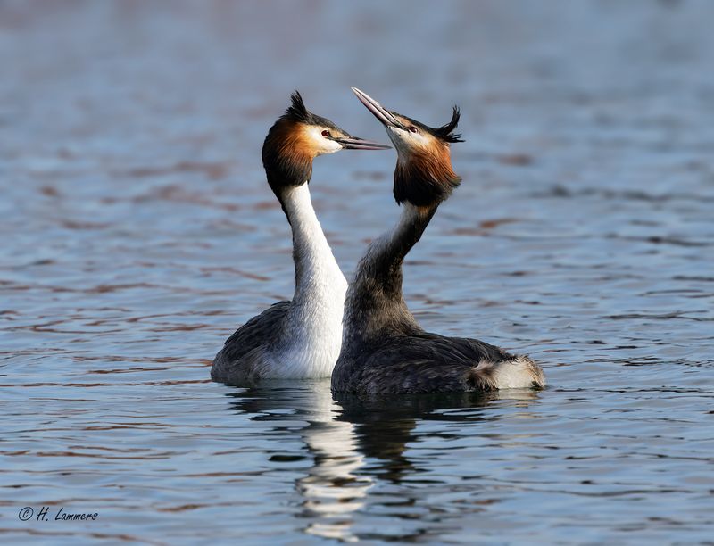 Great crested grebe - Fuut - Podiceps cristatus