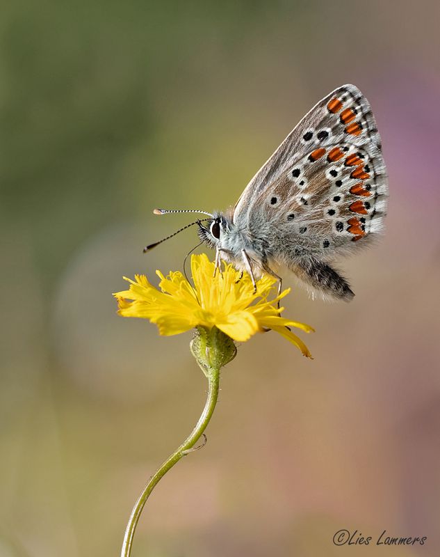 Brown Argus - Bruin blauwtje - Aricia agestis