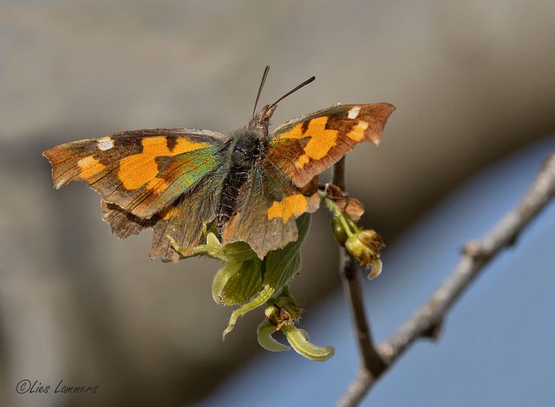 Pale Prominent - Snuitvlinder - Pterostoma palpina