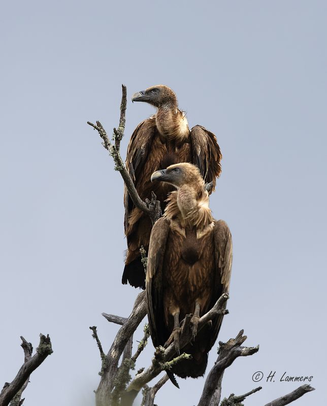 Eurasian griffon vulture - Vale Gier - Gyps fulvus