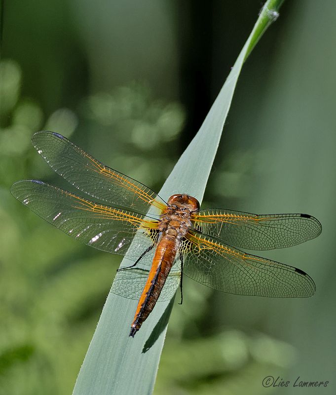 Dragonflies and damselflys - Libellen