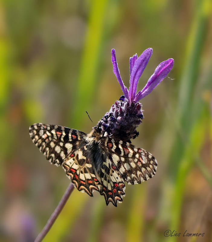 Butterflies - Vlinders