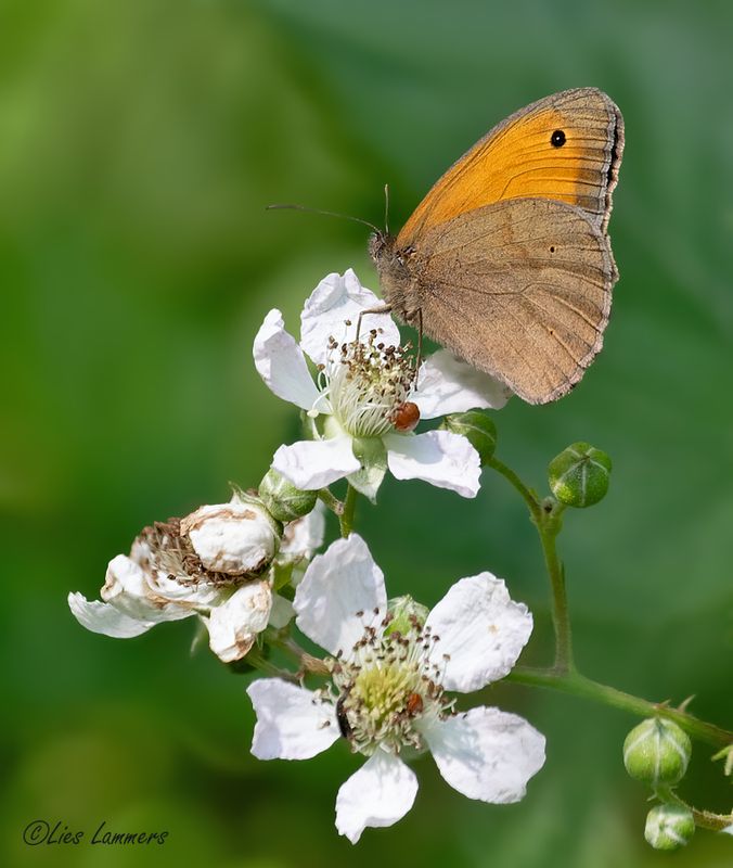 Butterflies - Vlinders