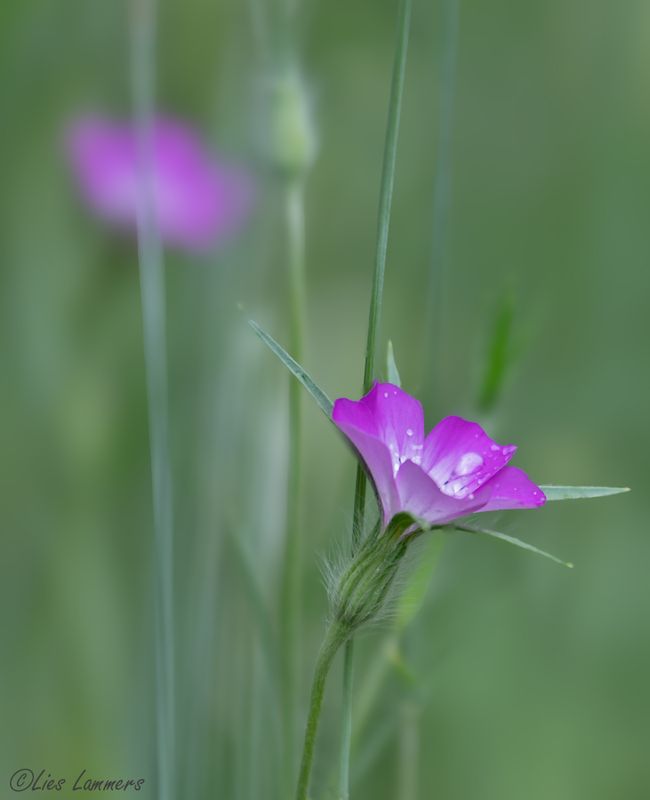 Flowers - Bloemen