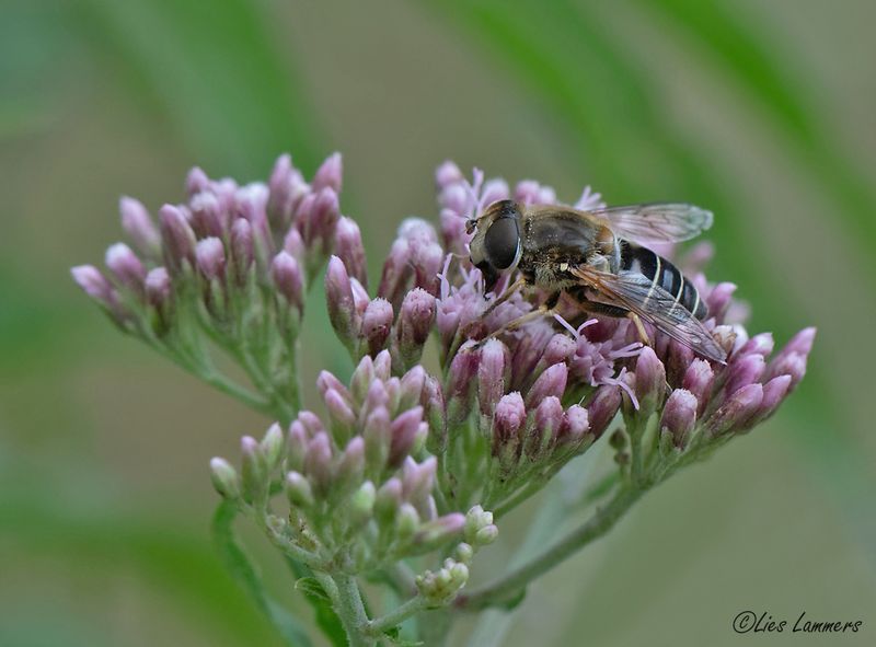 Insects - Insecten