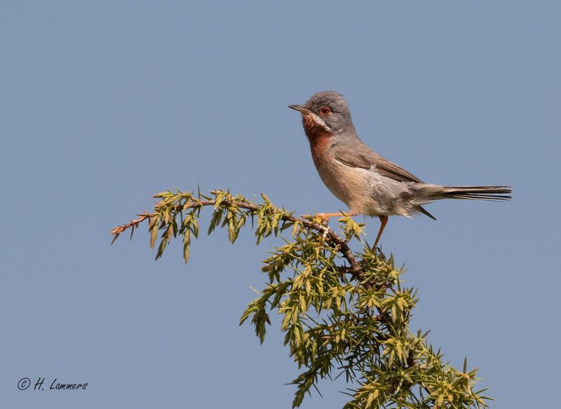 Eastern subalpine warbler - Balkanbaardgrasmus - Sylvia cantillans