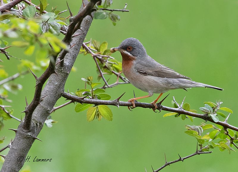 Eastern subalpine warbler - Balkanbaardgrasmus - Sylvia cantillans