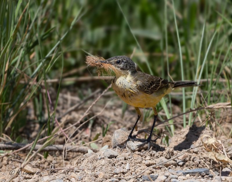 Western yellow wagtail - Balkankwikstaart - Motacilla flava feldegg
