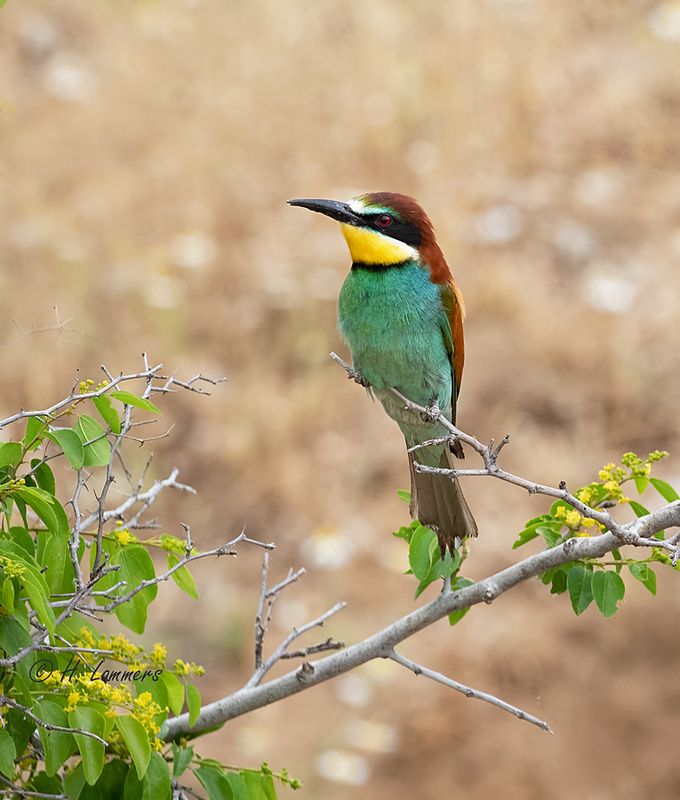 European bee-eater - Bijeneter - Merops apiaster