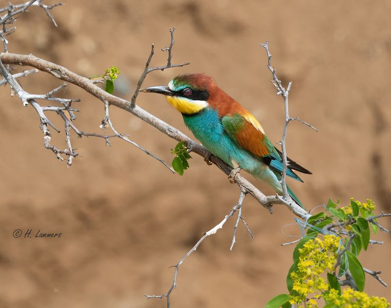 European bee-eater - Bijeneter - Merops apiaster
