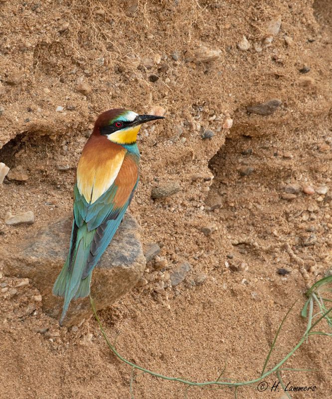European bee-eater - Bijeneter - Merops apiaster