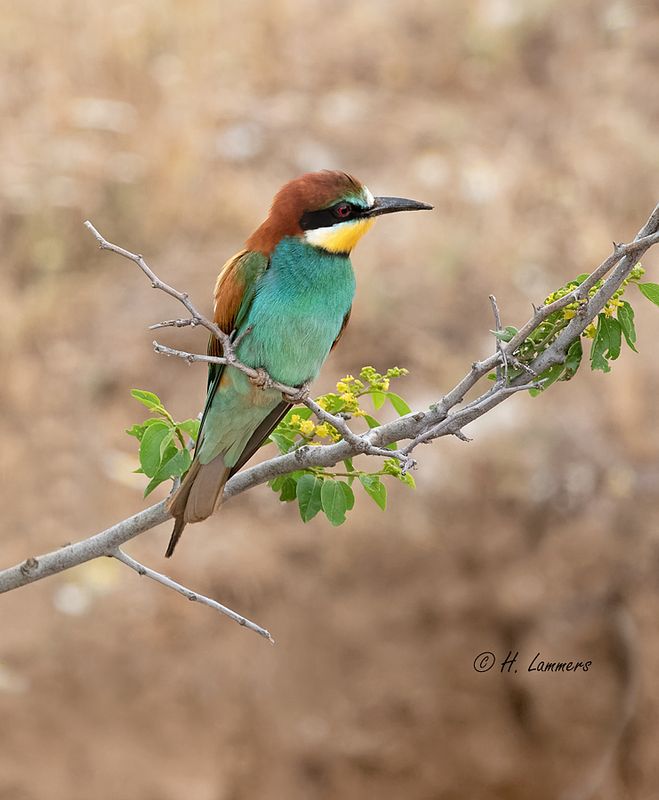 European bee-eater - Bijeneter - Merops apiaster