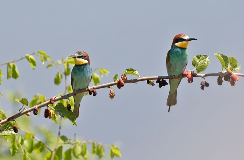 European bee-eater - Bijeneter - Merops apiaster
