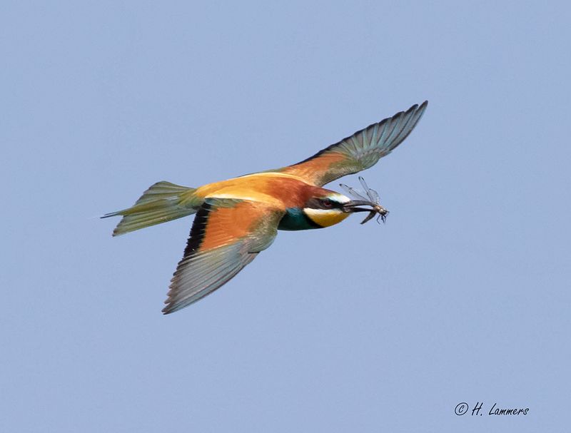 European bee-eater - Bijeneter - Merops apiaster