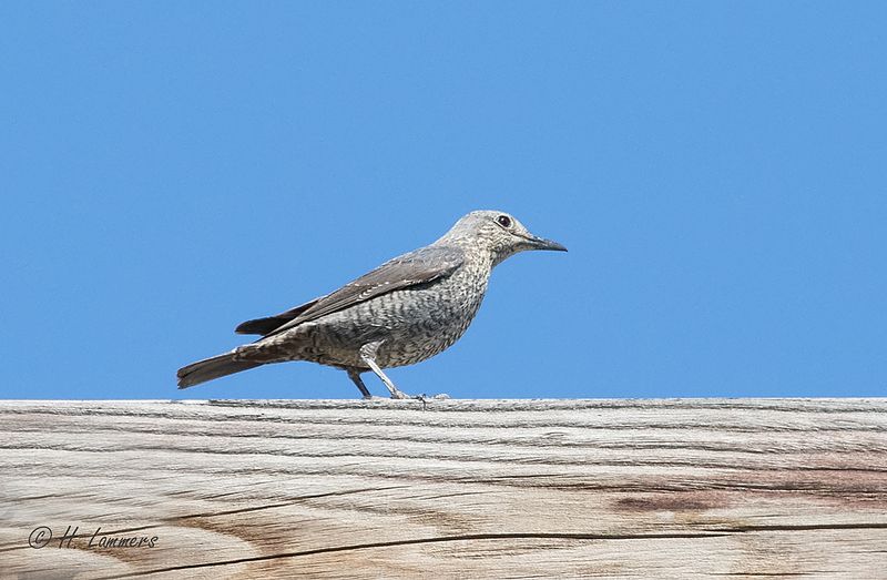 Blue rock thrush - Blauwe Rotslijter( Vr) - Monticola solitarius