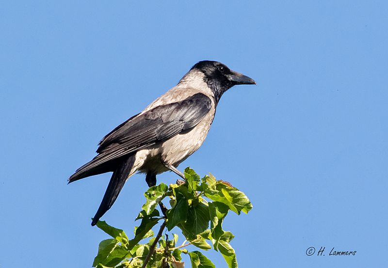Hooded crow - Bonte Kraai - Corvus cornix