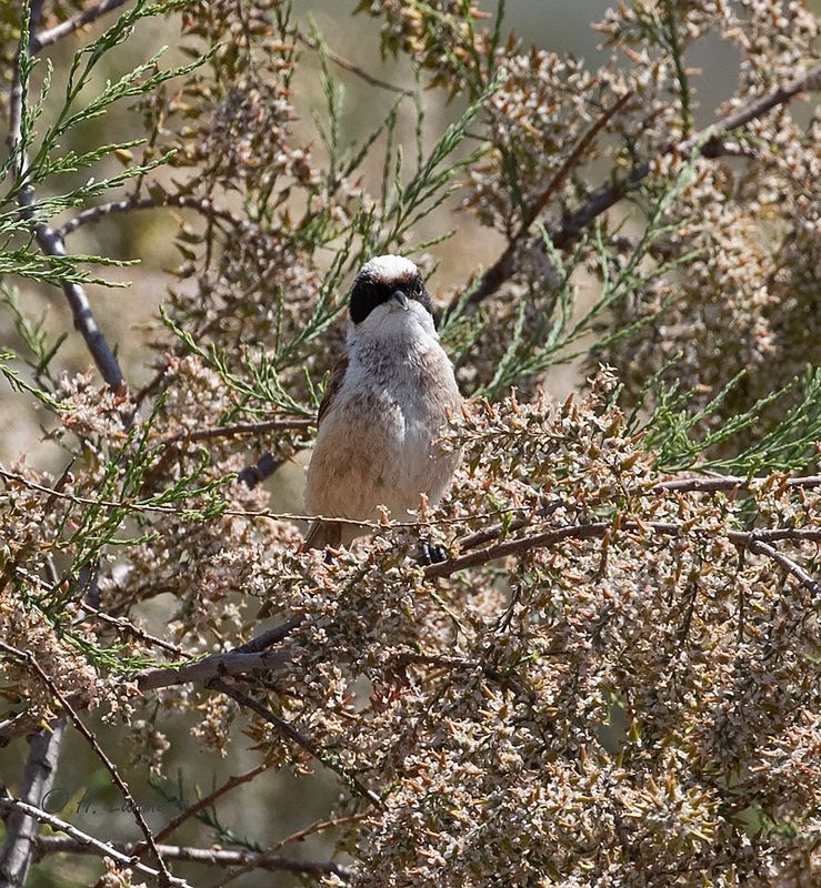 Eurasian penduline tit - Buidelmees - remiz pendulinus