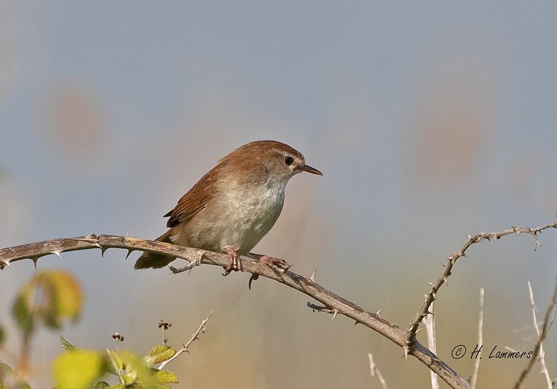 Cetti's warbler - Cetti's Zanger -Cettia cetti