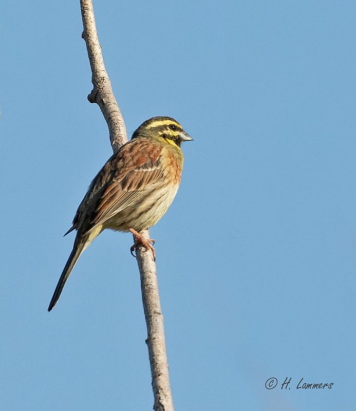 Cirl bunting - Cirlgors - Emberiza cirlus
