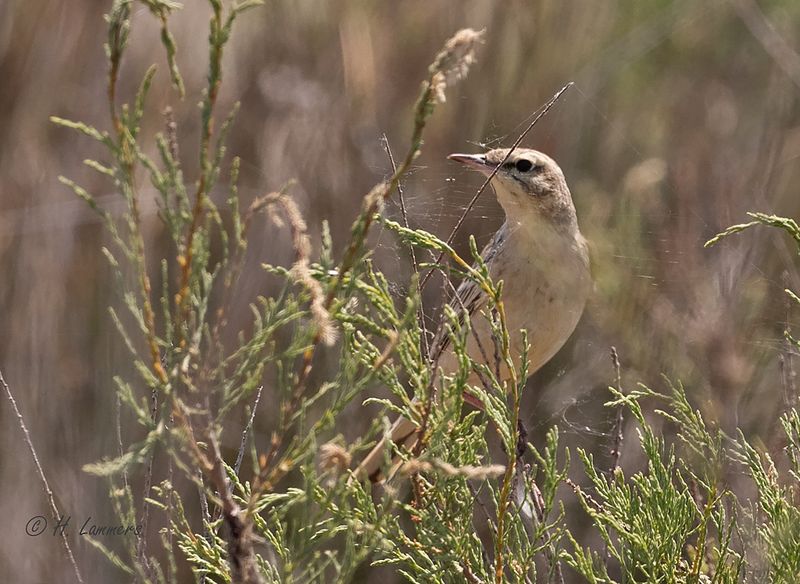 Tawny pipit - Duinpieper - Anthus campestris