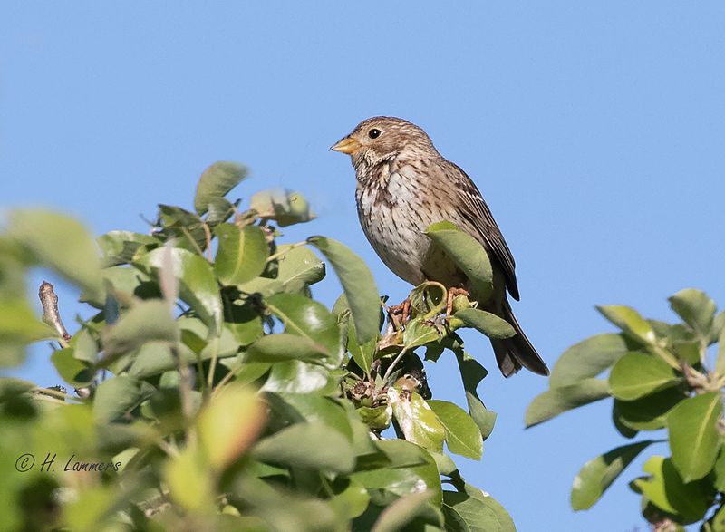 Corn bunting - Grauwe Gors - Emberiza calandra