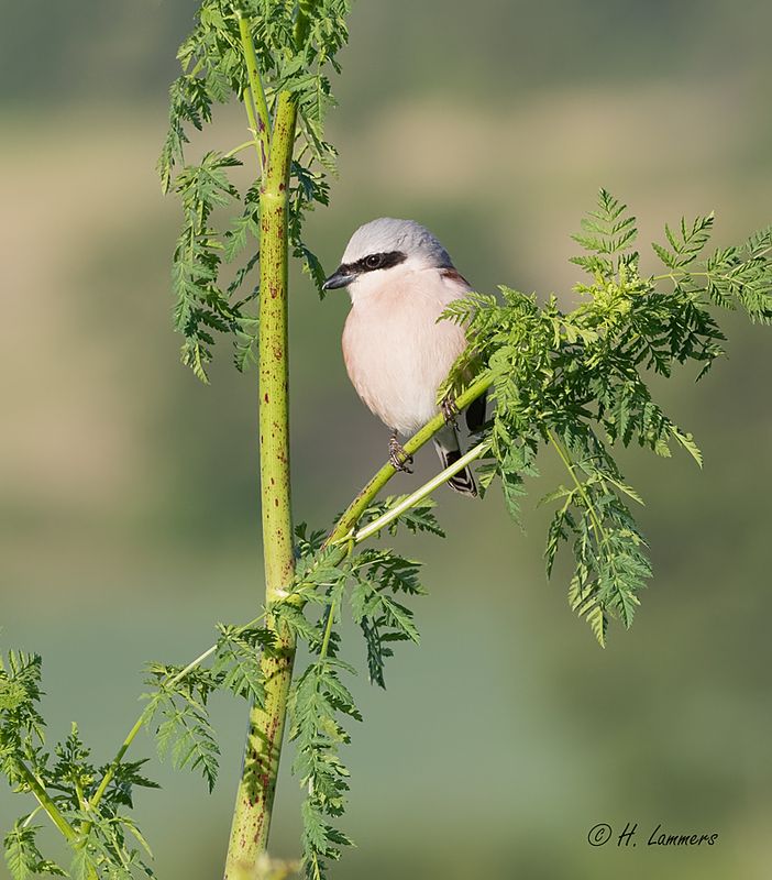Red-backed shrike - Grauwe klauwier - Lanius collurio