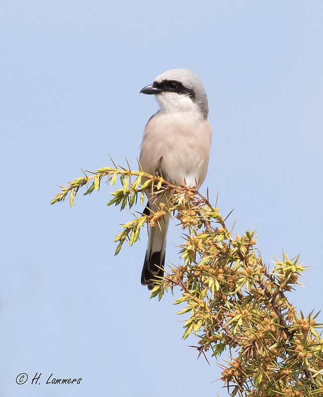 Red-backed shrike - Grauwe klauwier - Lanius collurio