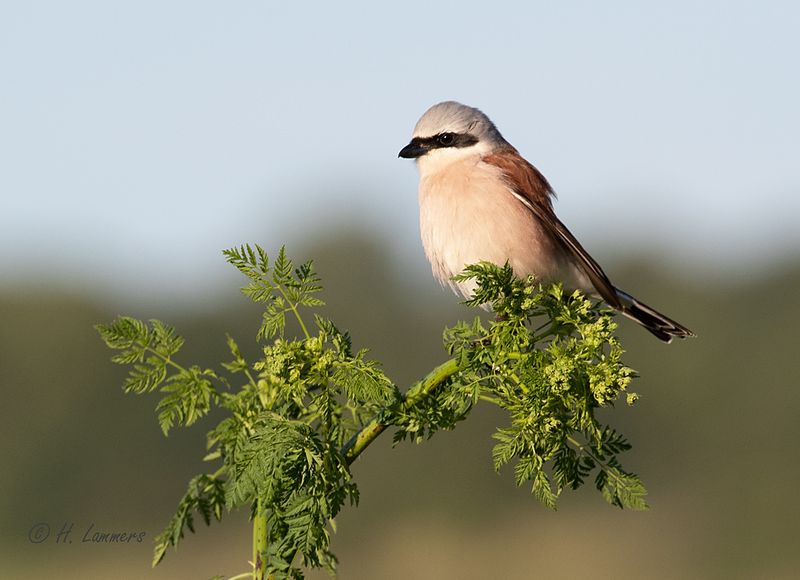 Red-backed shrike - Grauwe klauwier - Lanius collurio