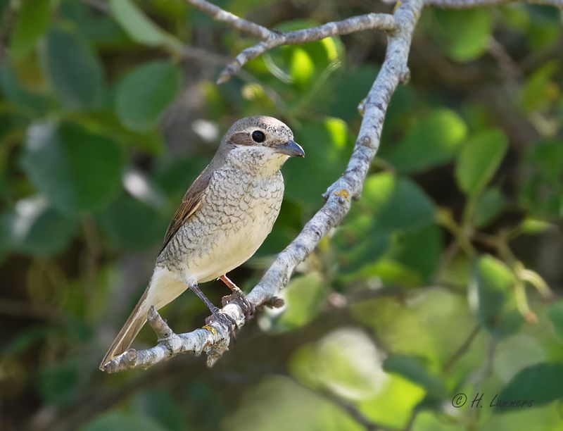 Red-backed shrike - Grauwe klauwier - Lanius collurio