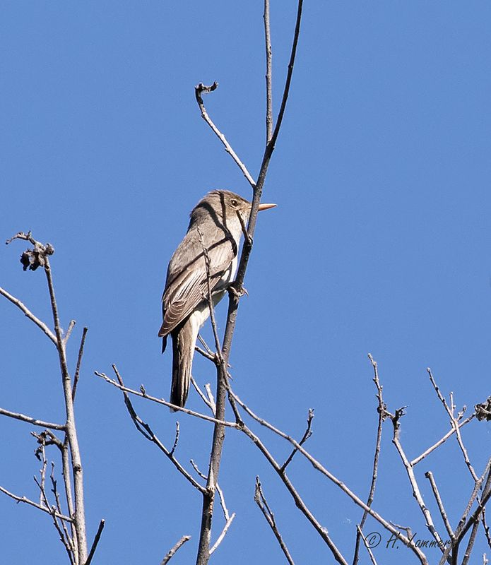 Olive-tree warbler - Griekse Spotvogel - Hippolais olivetorum