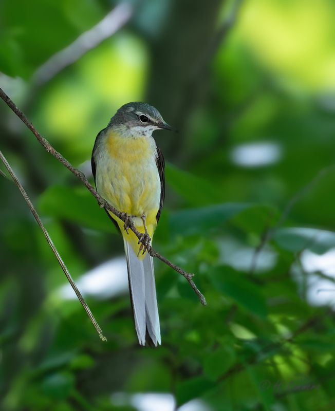 Grey wagtail - Grote Gele Kwikstaart - Motacilla cinerea