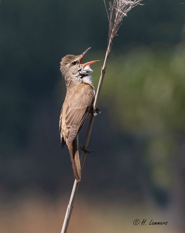 Great reed warbler - Grote Karekiet - Acrocephalus arundinaceus