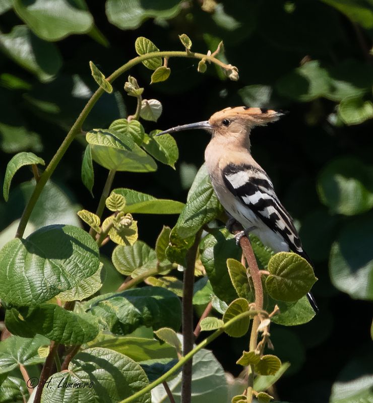 Eurasian hoopoe - Hop - Upupa epops