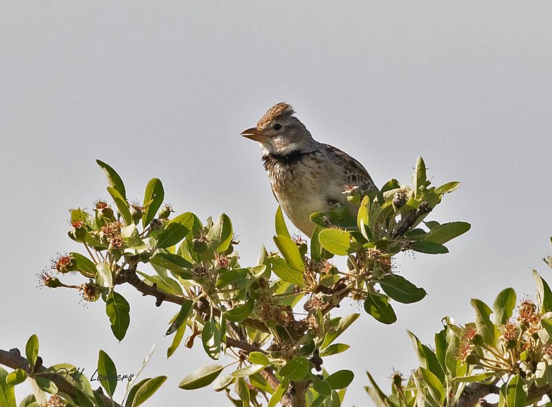 Calandra lark - Kalanderleeuwerik - Melanocorypha calandra