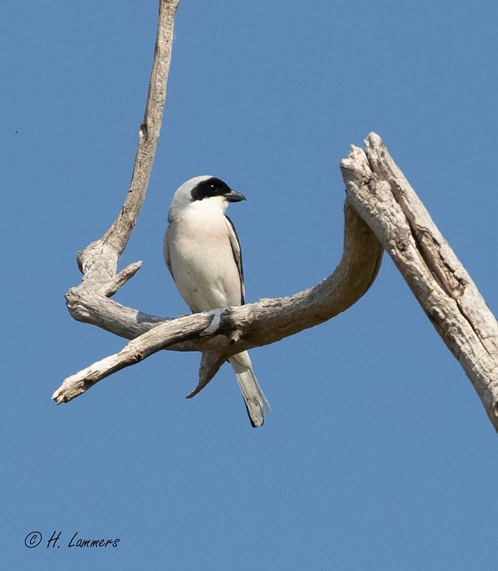 Lesser grey shrike - Kleine Klapekster - Lanius minor